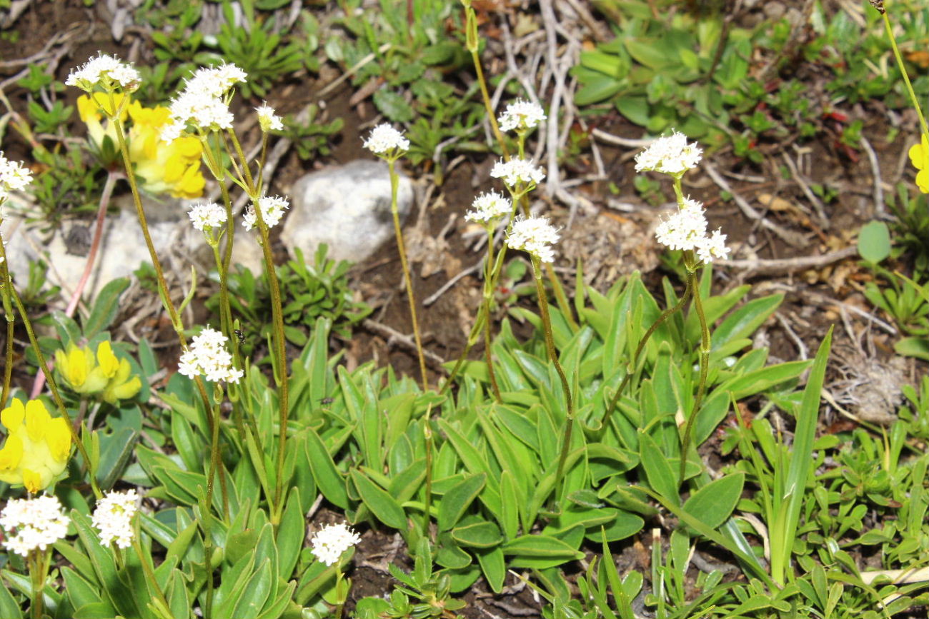 Valeriana saliunca / Valeriana saliunca